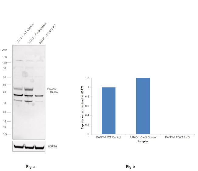 FOXA2 Antibody in Western Blot (WB)