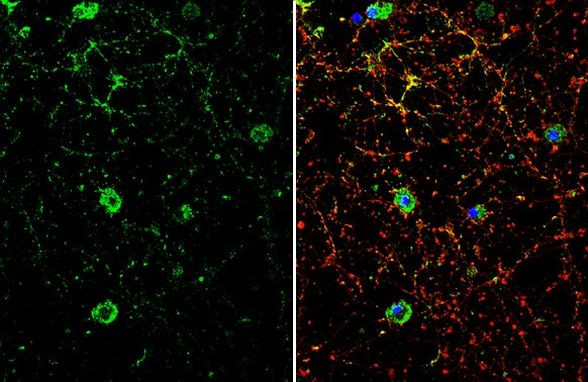 DRD1 Antibody in Immunocytochemistry (ICC/IF)