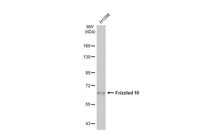 FZD10 Antibody in Western Blot (WB)