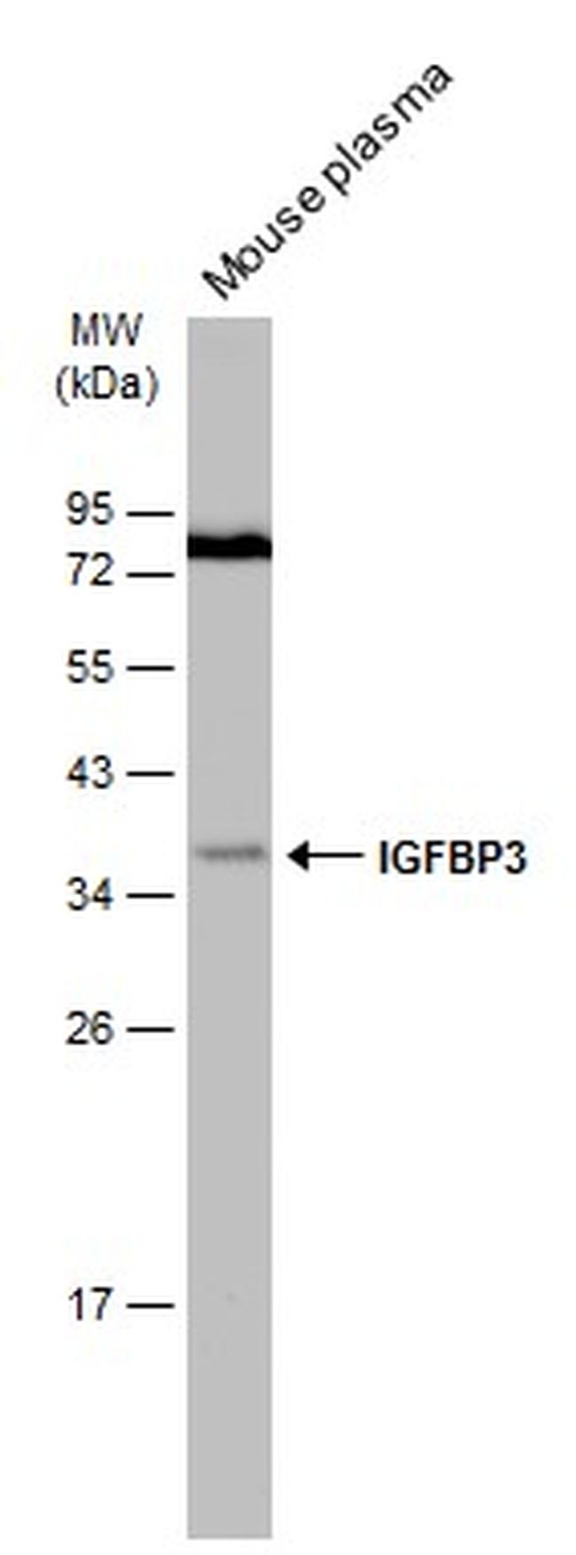 IGFBP3 Antibody in Western Blot (WB)