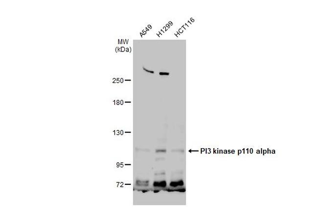 PIK3CA Antibody in Western Blot (WB)