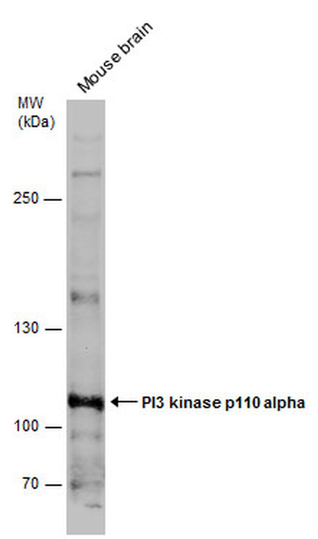 PIK3CA Antibody in Western Blot (WB)