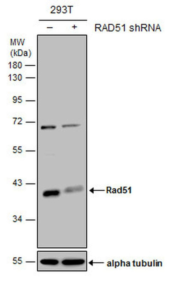 RAD51 Antibody