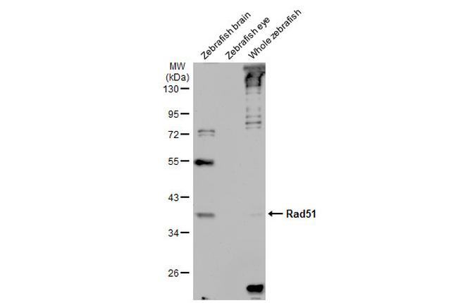 RAD51 Antibody in Western Blot (WB)