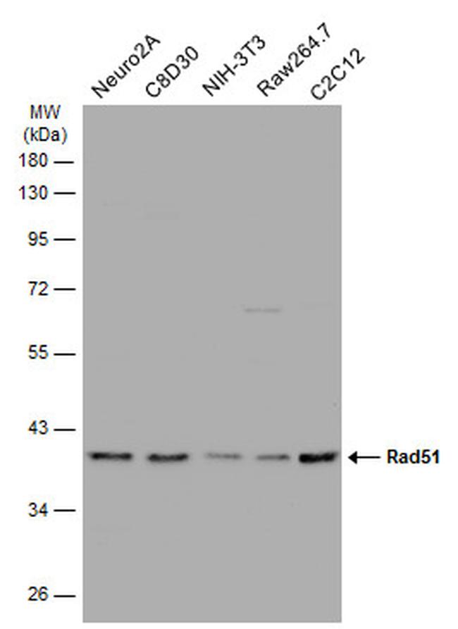 RAD51 Antibody in Western Blot (WB)