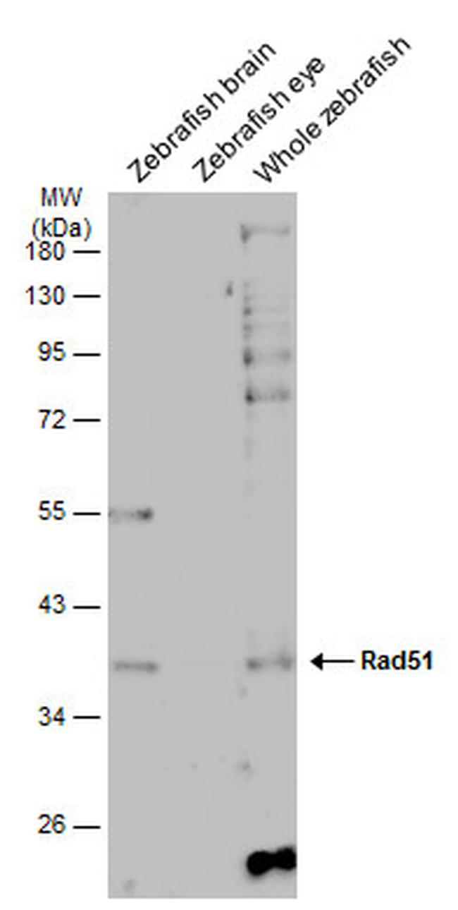 RAD51 Antibody in Western Blot (WB)