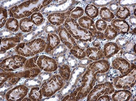 ACADM Antibody in Immunohistochemistry (Paraffin) (IHC (P))