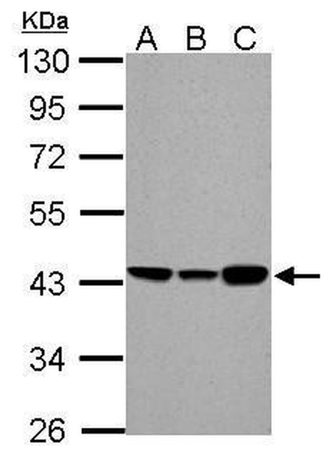 ACADM Antibody in Western Blot (WB)