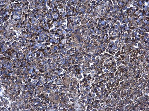 XIAP Antibody in Immunohistochemistry (Paraffin) (IHC (P))