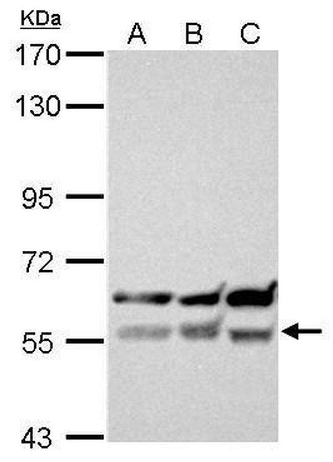 XIAP Antibody in Western Blot (WB)