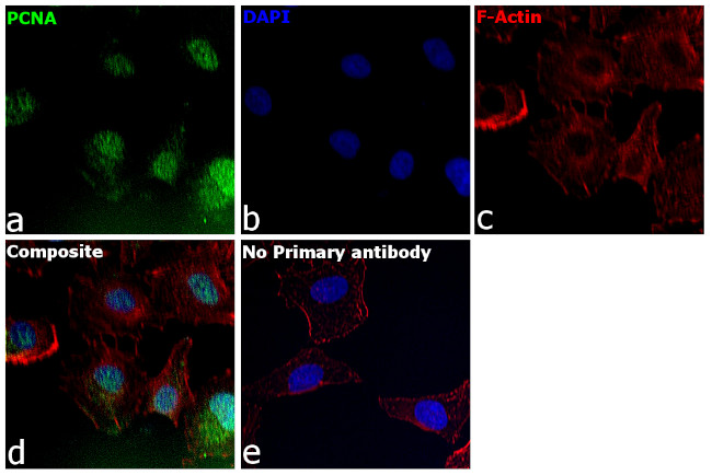 PCNA Antibody in Immunocytochemistry (ICC/IF)