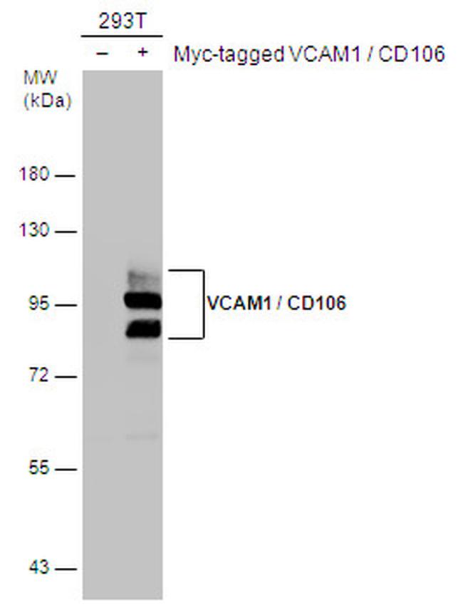 VCAM-1 Antibody in Western Blot (WB)