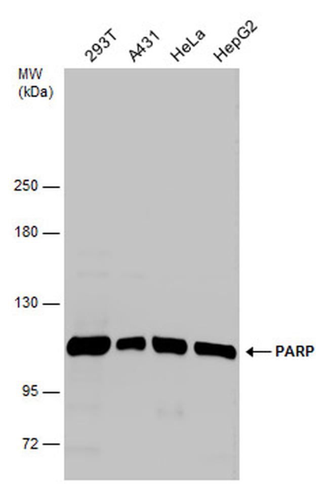 PARP1 Antibody in Western Blot (WB)