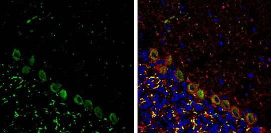 p130Cas Antibody in Immunohistochemistry (Frozen) (IHC (F))