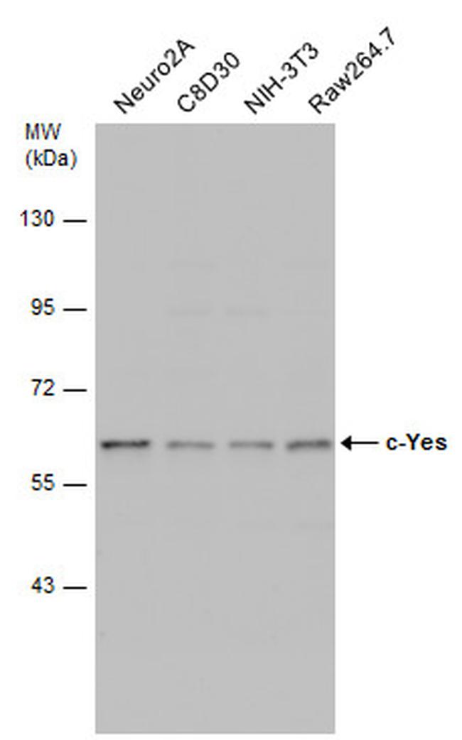 YES1 Antibody in Western Blot (WB)