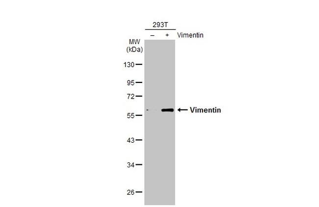 Vimentin Antibody in Western Blot (WB)