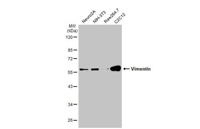 Vimentin Antibody in Western Blot (WB)