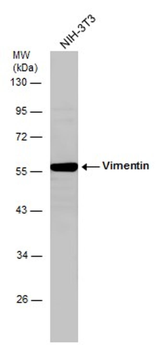 Vimentin Antibody in Western Blot (WB)