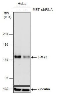 c-Met Antibody