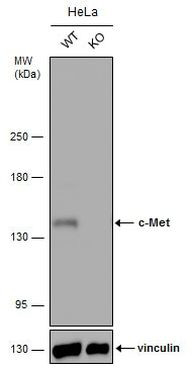 c-Met Antibody