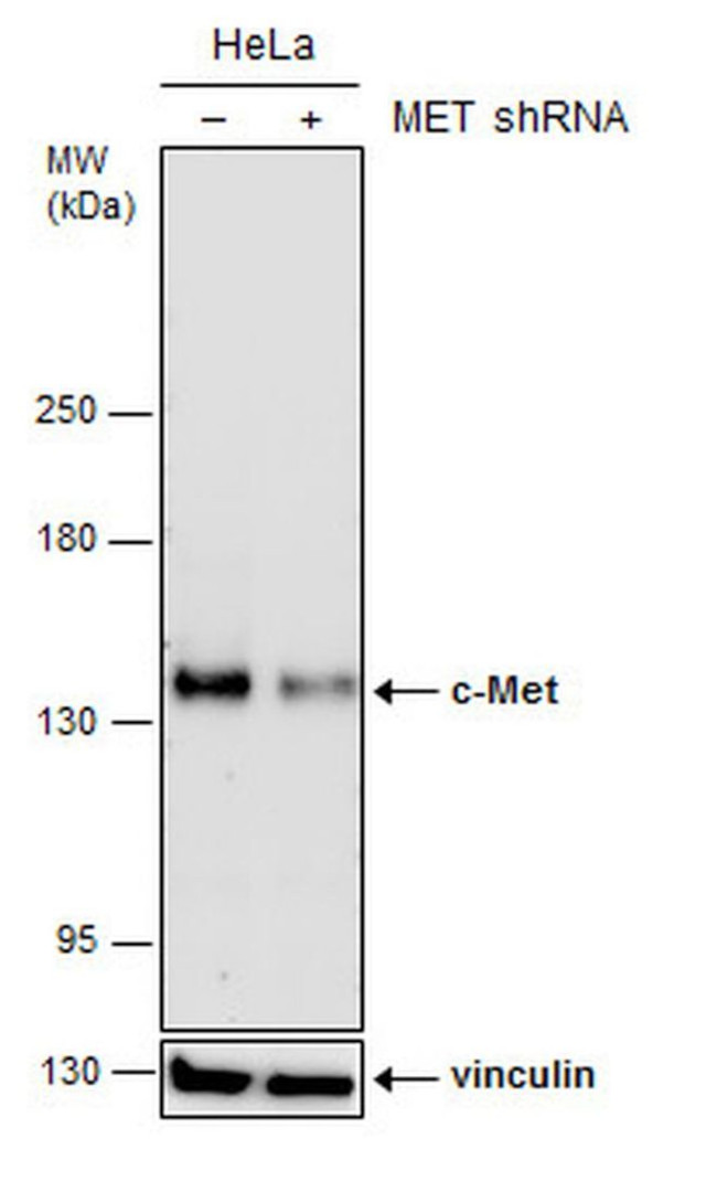 c-Met Antibody