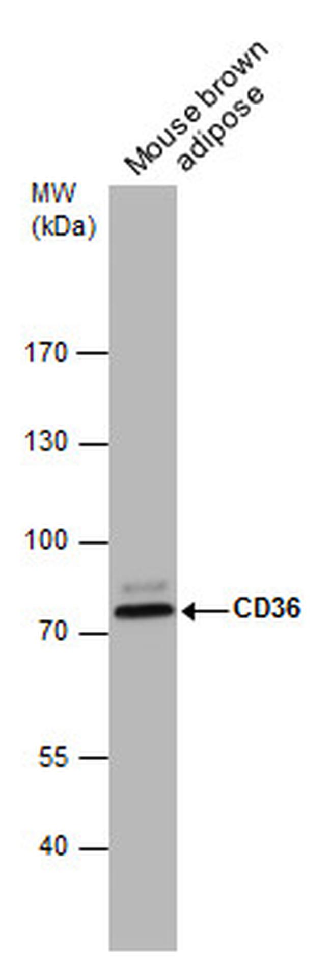 CD36 Antibody in Western Blot (WB)