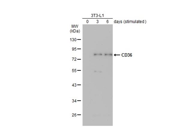 CD36 Antibody in Western Blot (WB)