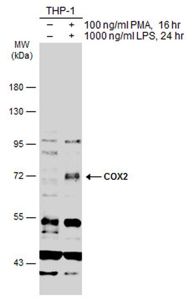 COX2 Antibody in Western Blot (WB)