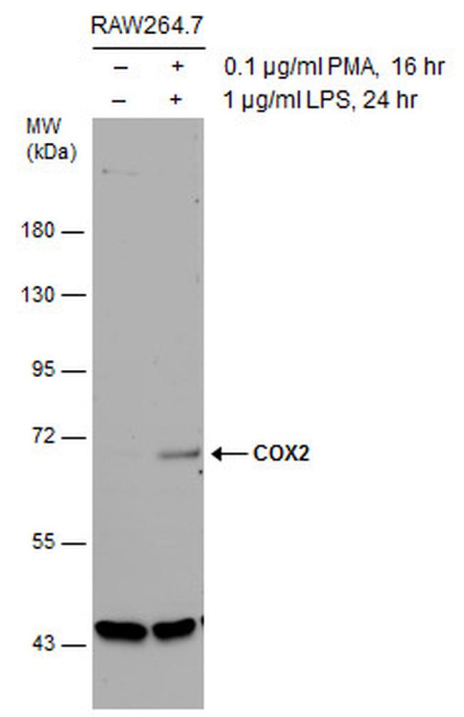 COX2 Antibody in Western Blot (WB)