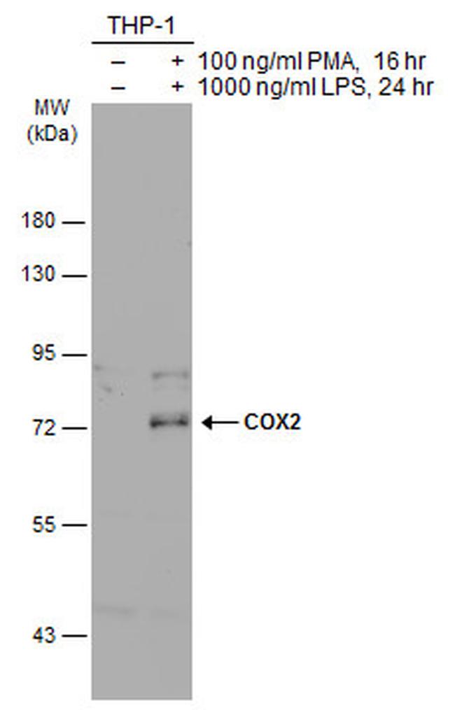 COX2 Antibody in Western Blot (WB)