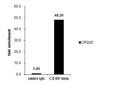 C/EBP beta Antibody in ChIP Assay (ChIP)