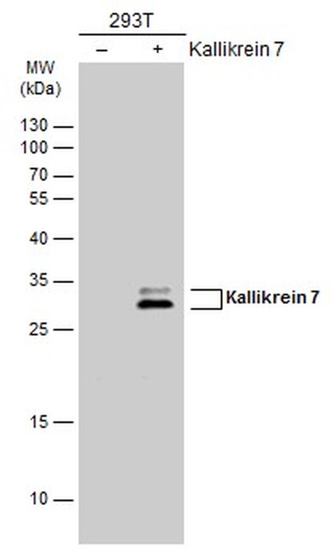 Kallikrein 7 Antibody in Western Blot (WB)