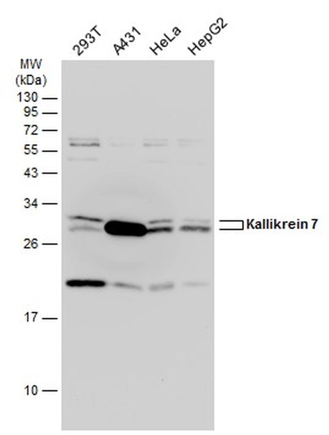 Kallikrein 7 Antibody in Western Blot (WB)