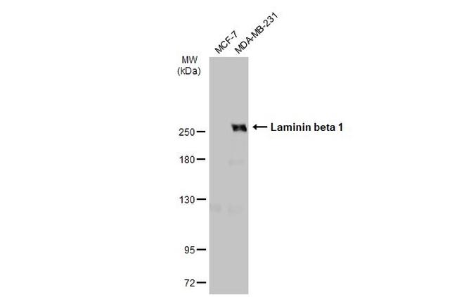 Laminin beta-1 Antibody in Western Blot (WB)