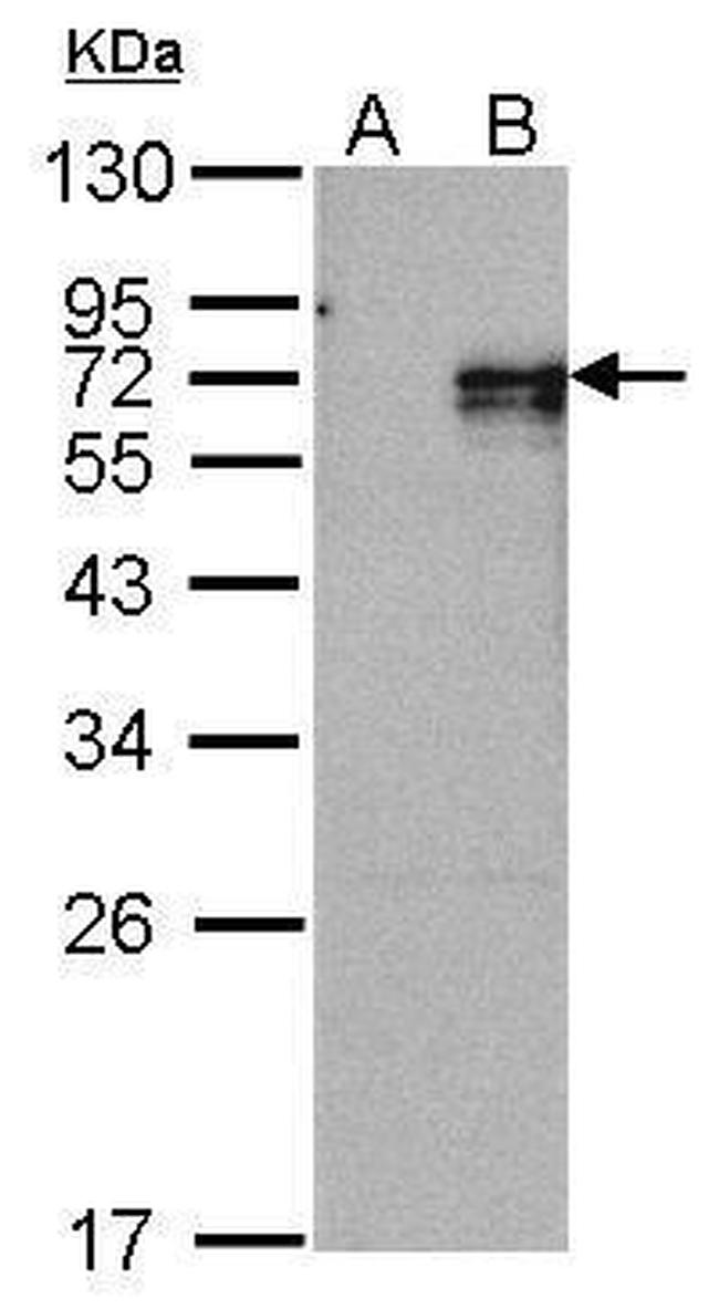 NR4A1 Antibody in Western Blot (WB)