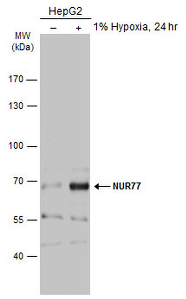 NR4A1 Antibody in Western Blot (WB)