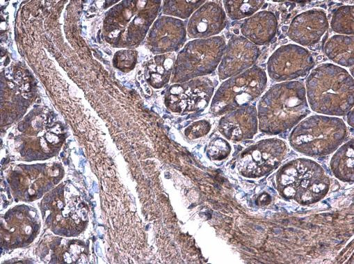 RPSA Antibody in Immunohistochemistry (Paraffin) (IHC (P))