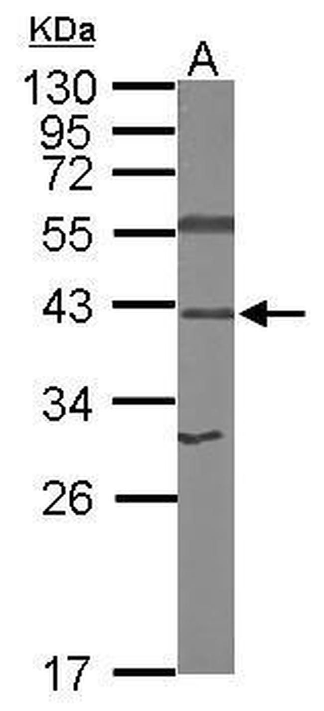 RPSA Antibody in Western Blot (WB)