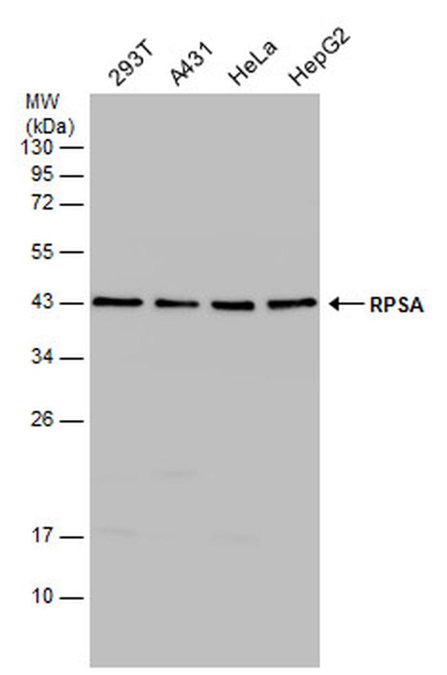 RPSA Antibody in Western Blot (WB)