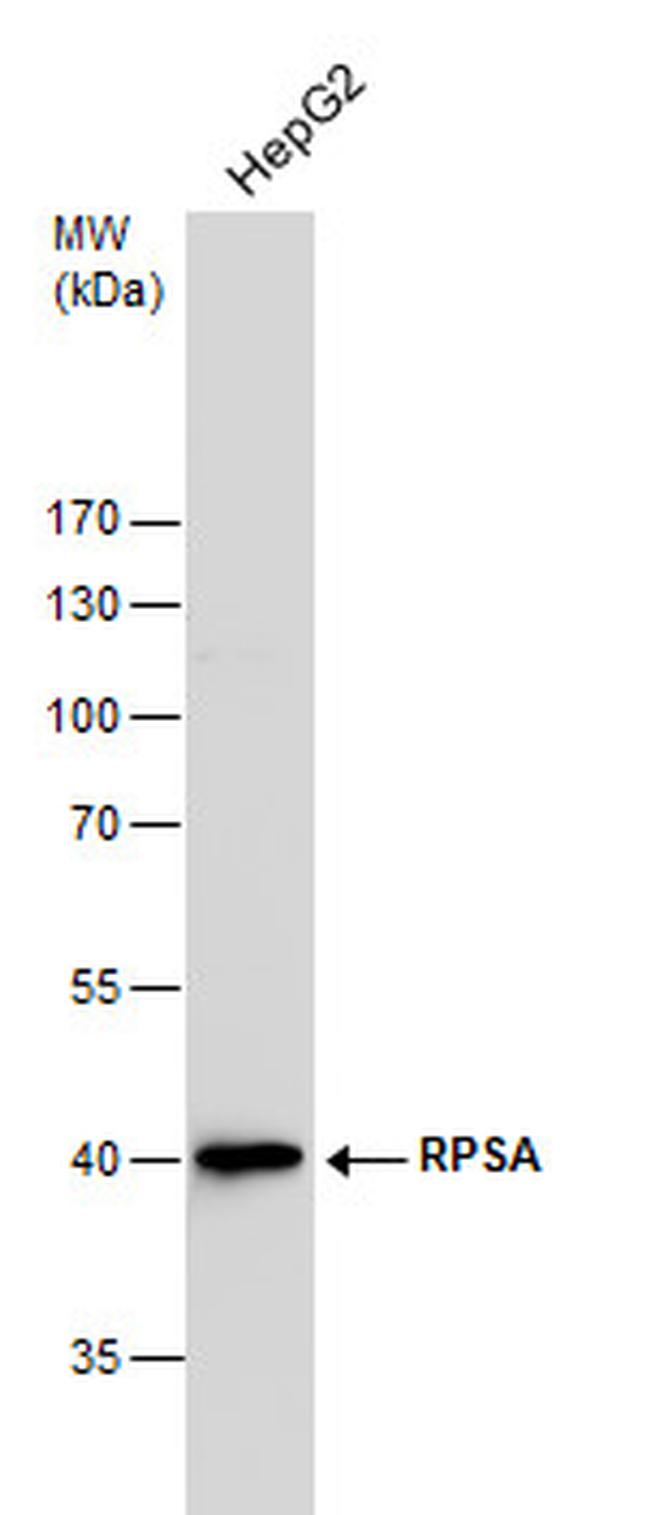 RPSA Antibody in Western Blot (WB)