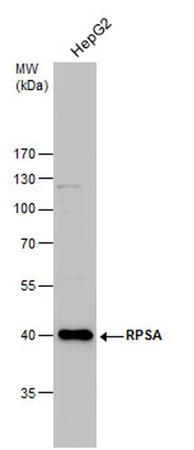 RPSA Antibody in Western Blot (WB)