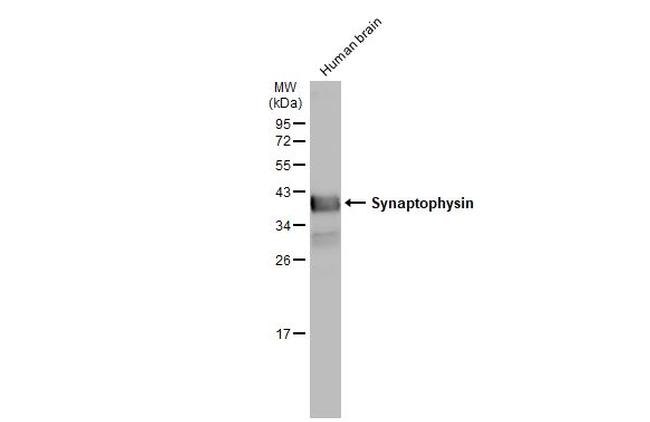 Synaptophysin Antibody in Western Blot (WB)