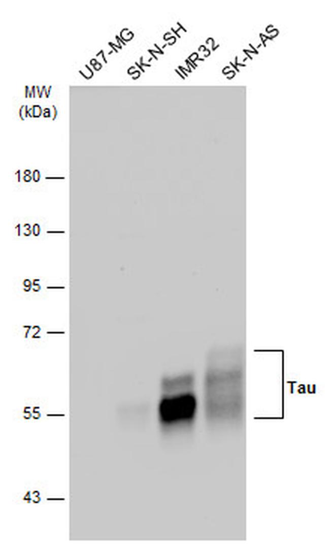 Tau Antibody in Western Blot (WB)