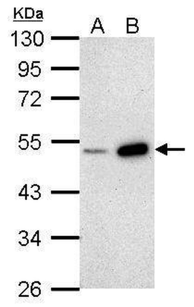 BMP-4 Antibody in Western Blot (WB)