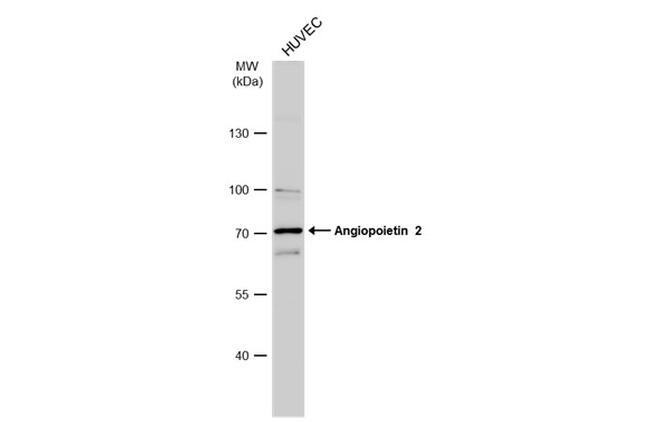 Angiopoietin 2 Antibody in Western Blot (WB)