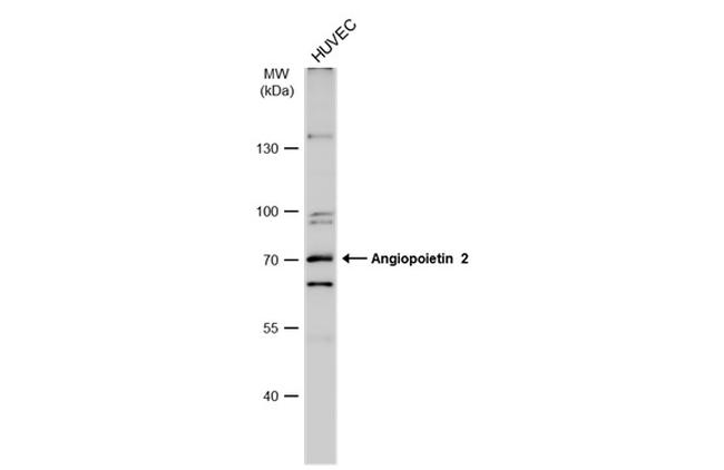 Angiopoietin 2 Antibody in Western Blot (WB)