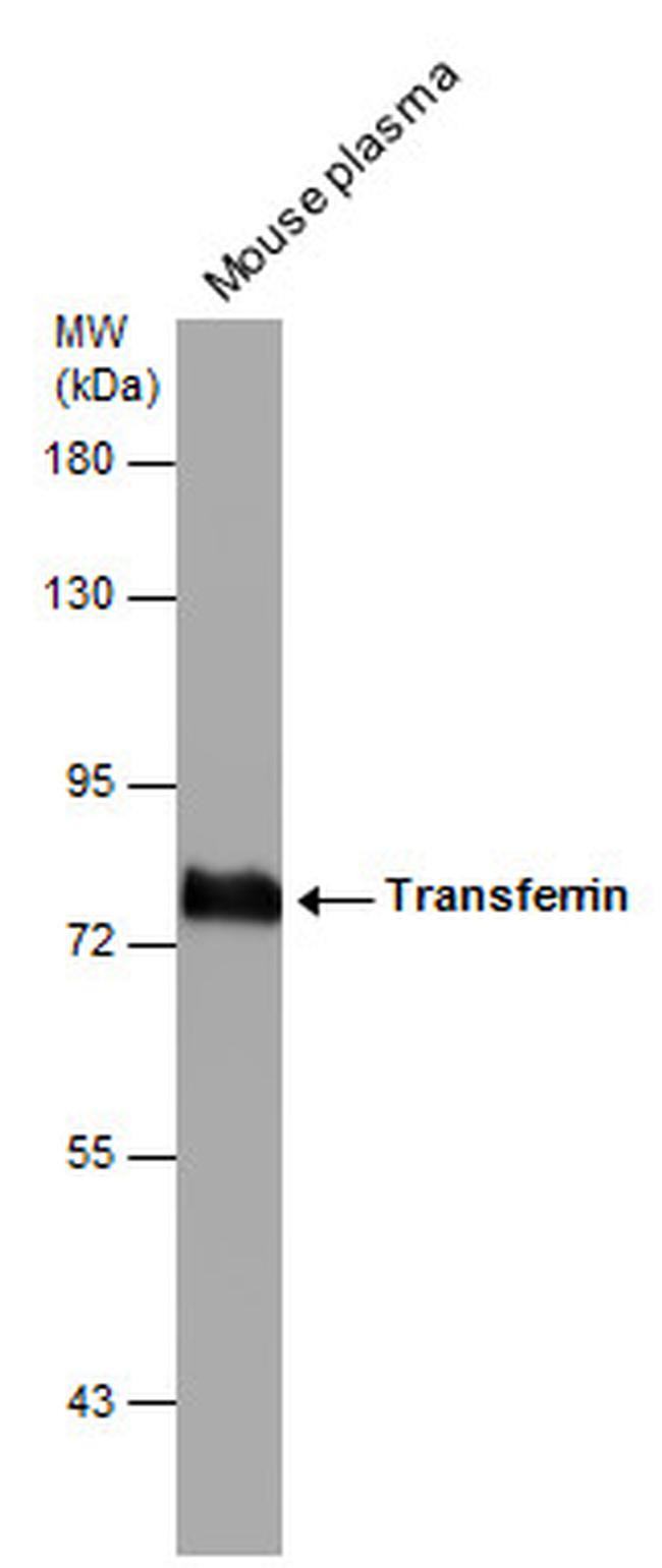 Transferrin Antibody in Western Blot (WB)