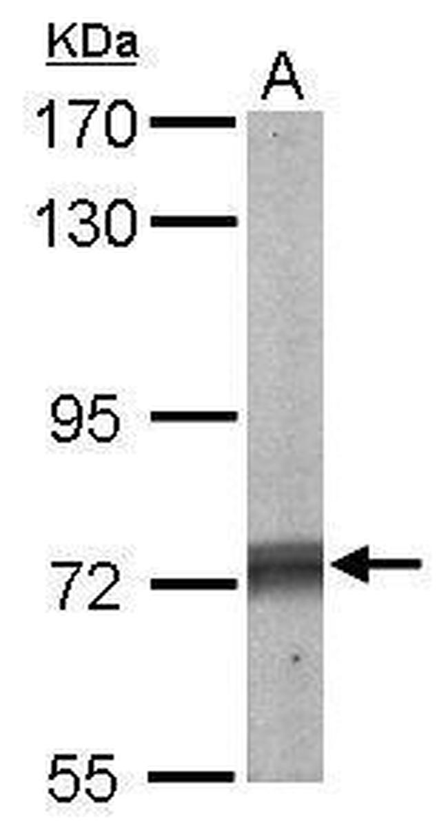 SHP2 Antibody in Western Blot (WB)