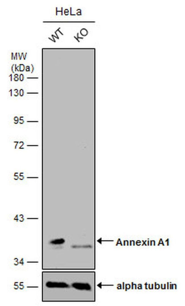 Annexin A1 Antibody