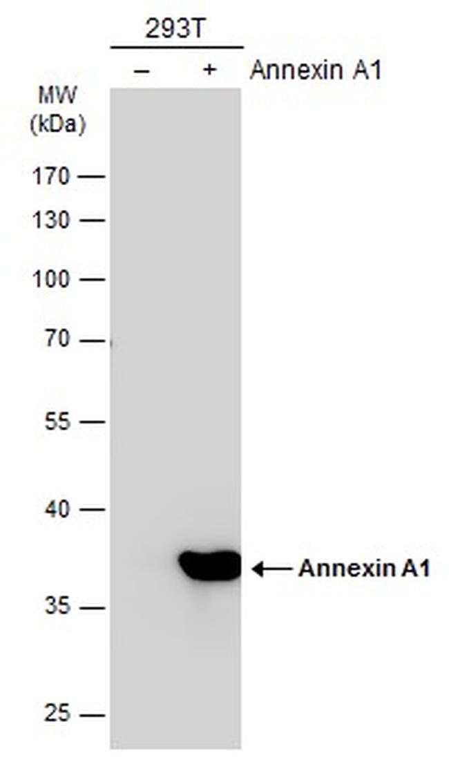 Annexin A1 Antibody in Western Blot (WB)